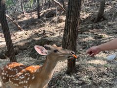 -大连森林动物园