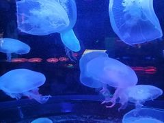 -太平洋海底世界