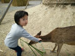 -鹿境梅花鹿生态园区