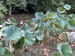 -八大山人梅湖景区