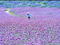 -紫颐香薰山谷景区