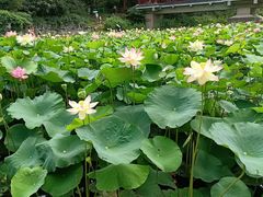 -贵州省植物园