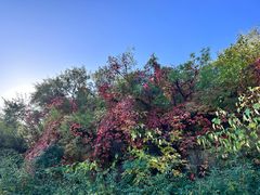 -北京西山国家森林公园