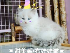 -70cat德文卷毛猫·缅因猫纯种猫舍