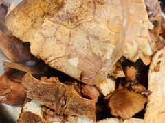 -农汤老店(顺联公园里店)