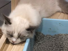 -屋虎猫馆(宝安大仟里店)