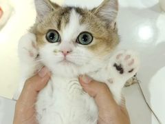 -三花喵·撸猫购宠·宠物生活馆(虹桥南丰城店)