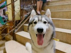 -more than meow吴止猫主题餐厅(承德 中船汇店)