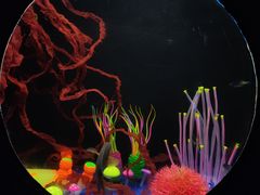 -欢乐海岸海洋奇梦馆