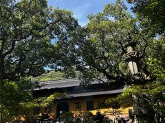 -普陀山风景名胜区-法雨禅寺