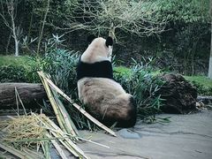 -都江堰中华大熊猫苑