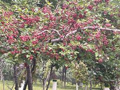 -大兴滨河森林公园