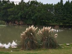 -九里河湿地公园