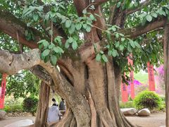 -中国科学院西双版纳热带植物园