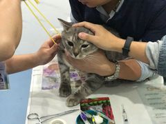 -伟伟宠物医院·CT影像中心·瑞派犬猫综合性门诊(汉口总院)