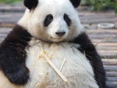 -成都动物园