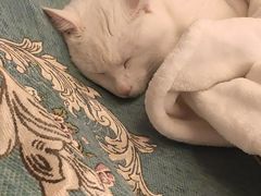 -伟伟宠物医院·CT影像中心·瑞派犬猫综合性门诊(汉口总院)