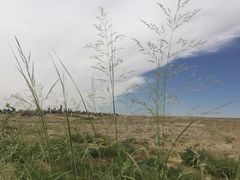 -二连浩特国家地质公园