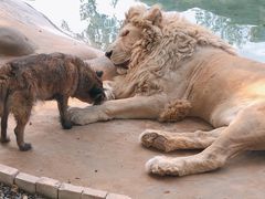 -北京野生动物园