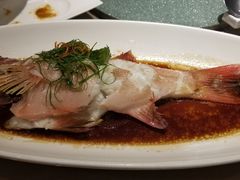 东星斑-圆苑(金茂店)