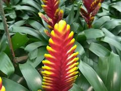-上海鲜花港