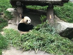 -都江堰中华大熊猫苑