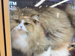 -FAELING PETS美天灵宠物(富力广场店)