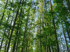 -黄海国家森林公园