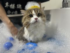 -车接车送·寄养洗护·德文猫舍(大宁店)