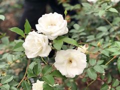 -人民公园(罗湖区)