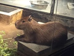 -荆州中山公园动物园