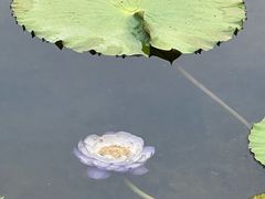 -云溪植物园