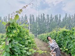 -安德鲁户外烧烤帐篷营地(马泉营店)