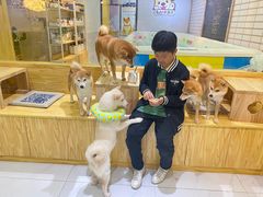 -柴源莊·柴小宠柴犬咖啡