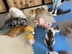 -囡的喵喵酱·萌宠生活馆·宠物洗护美容(胶州路店)