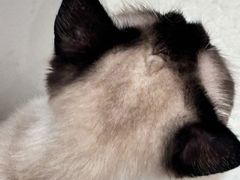 -共舞时光猫咖·狗咖(新街口店)
