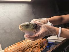 -肆月河豚·新淮扬菜·烤鸭(中关村店)