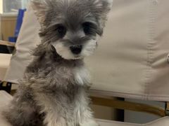 -翊宠yipet猫狗购宠庄园犬舍•猫舍