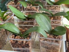 -首都师范大学附属回龙观育新学校