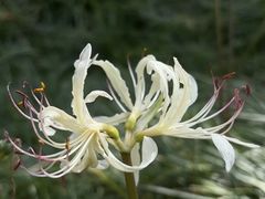 -白塘生态植物园