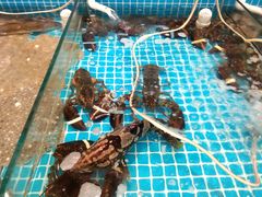 -渡海小渔村.老辈日照菜
