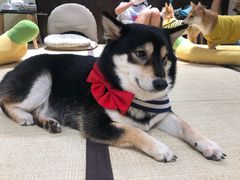 -逗柴咖啡屋·狗咖猫咖宠物桌游