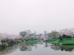 -武汉大学-樱园