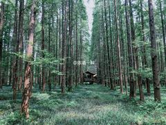 -黄海国家森林公园