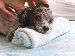 -BABYDOG宝贝狗宠物乐园(欧洲城店)