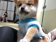 -逗柴咖啡屋·狗咖猫咖宠物桌游