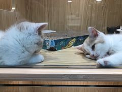 -屋虎猫馆(宝安大仟里店)