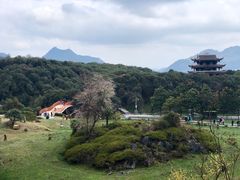 -贵州百里杜鹃风景名胜区