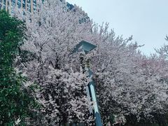 -龙头寺公园