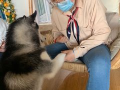 -Husky Go! 哈士奇体验馆·宠物咖啡厅狗咖